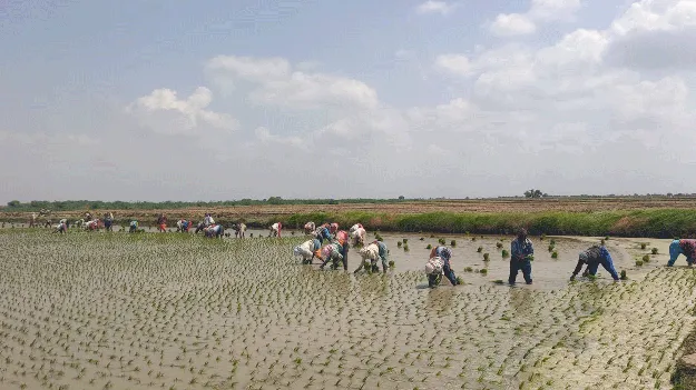 వరి సాగులో రైతన్నలు బిజీ బిజీ