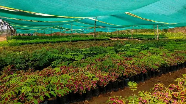 siricilla :  ’మొక్క’వోని దీక్ష..