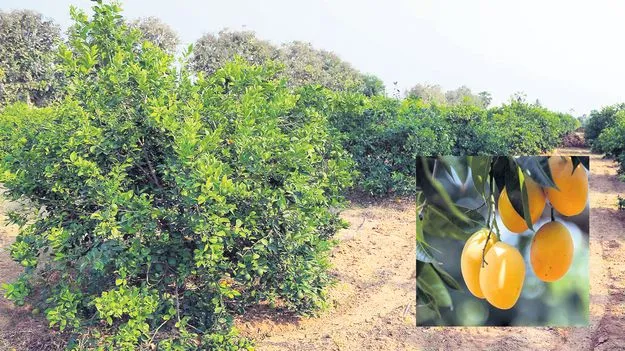 పండ్ల తోటలకు ప్రోత్సాహం