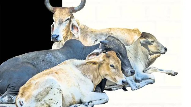 ‘మూగ’ వేదన