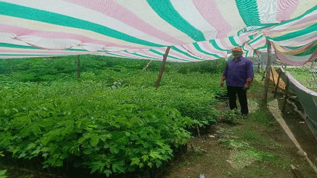 kumaram bheem asifabad- వన మహోత్సవానికి సిద్ధం