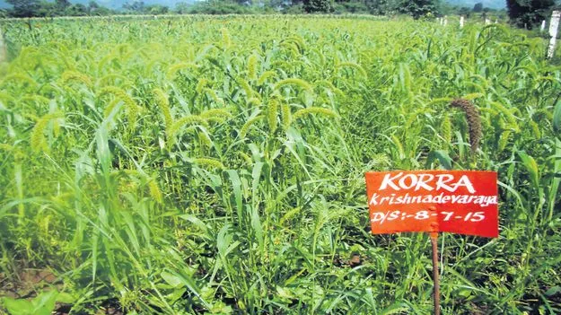 కొర్ర సాగుకు ఇదే అదును