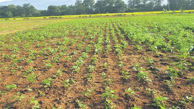 సేంద్రీయ పద్ధతిలో రాజ్‌మాపై పరిశోధనలు