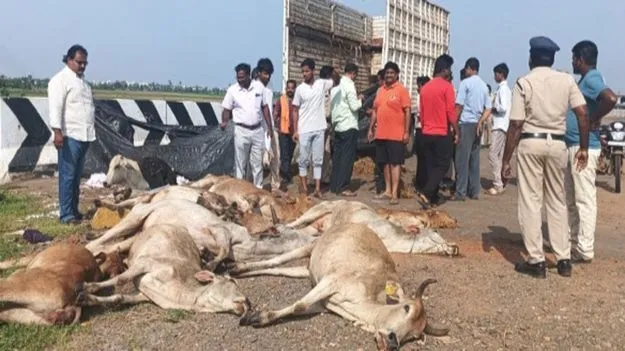 14 ఆవులు మృత్యువాత