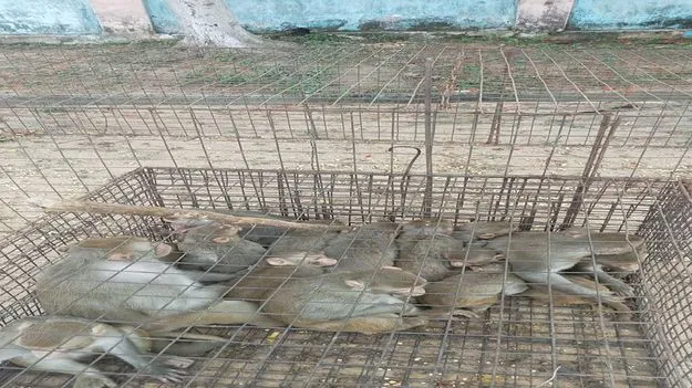 కోతుల బెడదకు చెక్‌