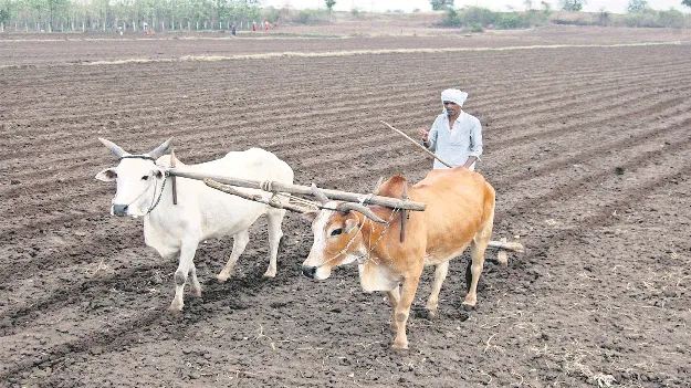 kumaram bheem asifabad-పత్తి వైపే మొగ్గు