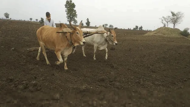 kumaram bheem asifabad- కౌలు రైతుకు గుర్తింపేది?