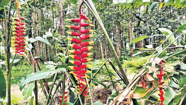 చిలుకలు కావు.. పుష్పాలు