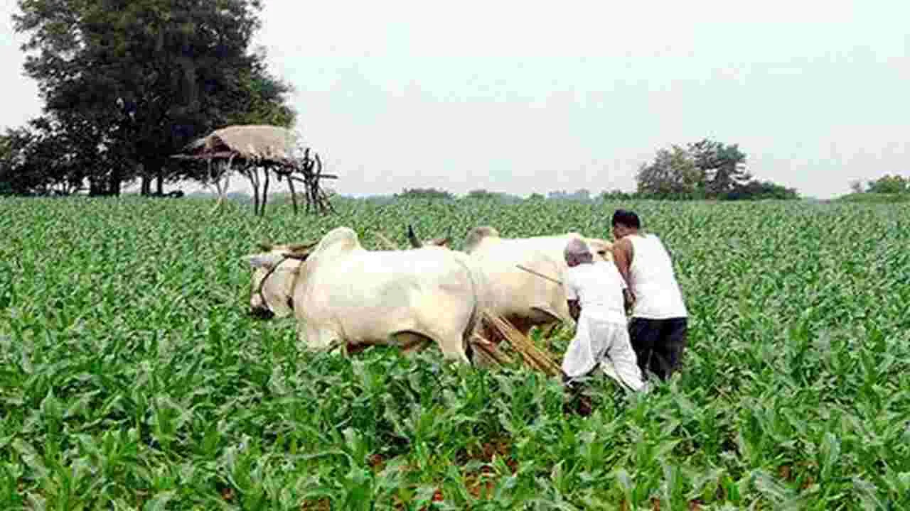 Natural farming: జాతీయ ప్రకృతి వ్యవసాయ పథకం కింద గ్రాంట్లు 