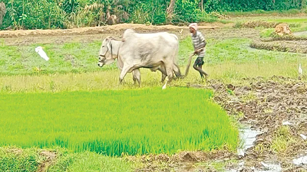 కౌలు రైతుకు గుర్తింపేదీ?