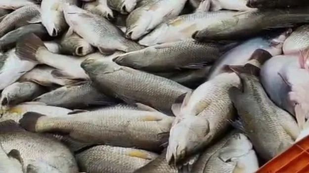 పండు‘గొప్ప’