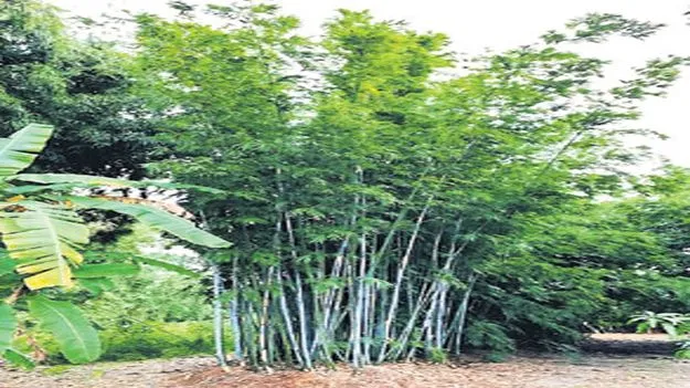 ఏజెన్సీలో తుల్డా వెదురు, అంకుడు