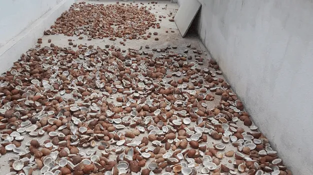 కిలో ఎండు కొబ్బరి రూ.200