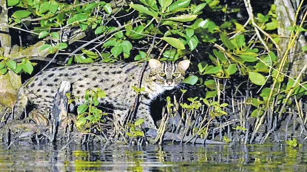 అదిగో పులి!