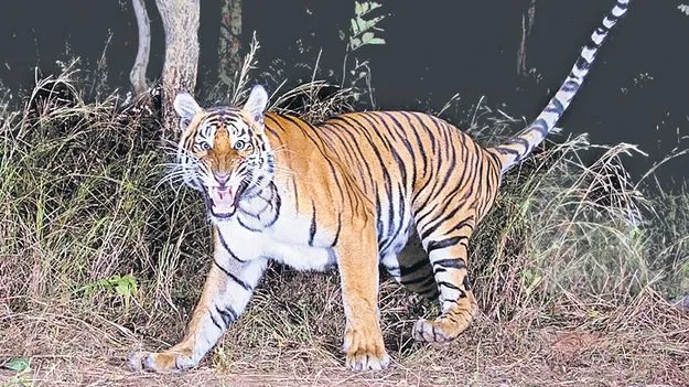 Amrabad Tiger Reserve: అమ్రాబాద్లో 36 పెద్ద పులులు