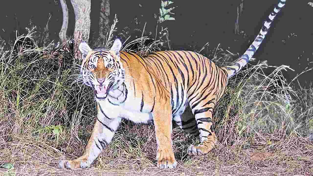 Amrabad Tiger Reserve: అమ్రాబాద్‌లో 36 పెద్ద పులులు  