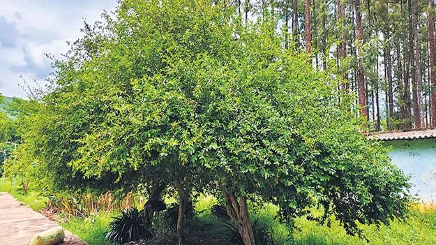 మన్యంలో బార్బడోస్‌ చెర్రీ