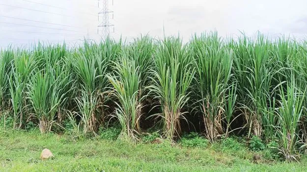 చేదెక్కుతున్న చెరుకు