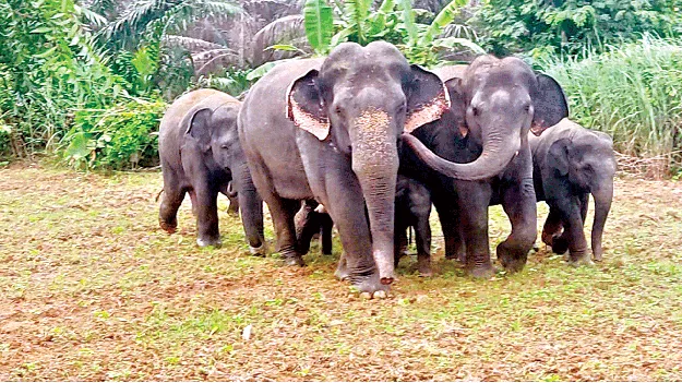  గిజబలో ఏనుగుల తిష్ఠ