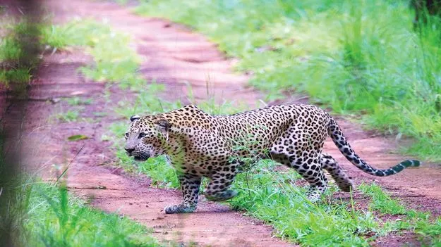 సఫారీ పర్యాటకులకు కనువిందు