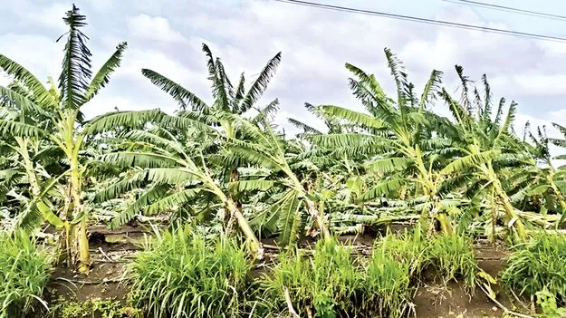    బీమా వస్తుందోచ..!