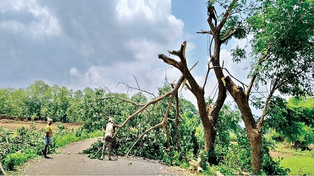 పచ్చని చెట్ల నరికివేత