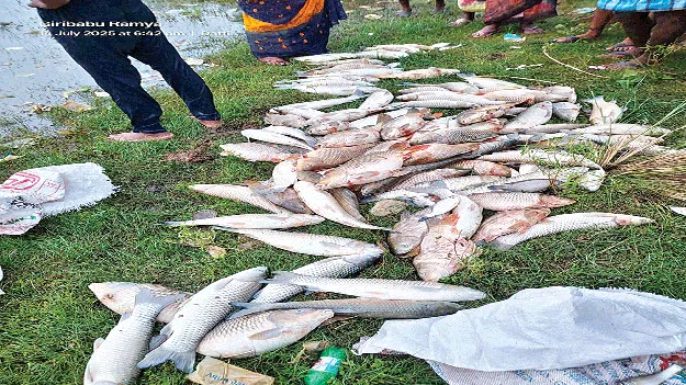  చెరువులో చేపలు మృత్యువాత