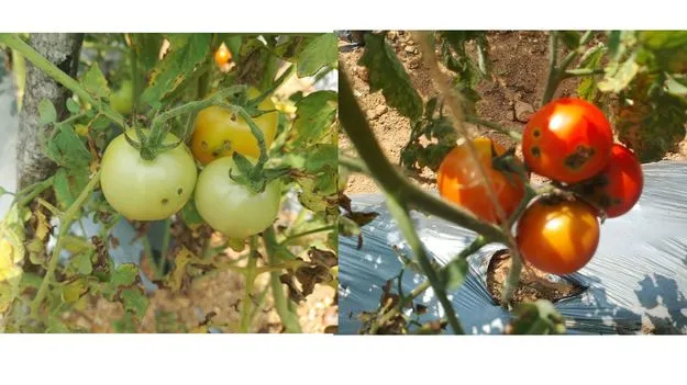 ధరలున్నా.. తెగుళ్ల శాపం..!