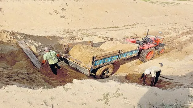 సముద్ర ఇసుక తోడేళ్లు