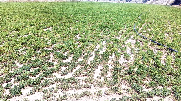 వానా! నీ జాడ ఎక్కడ?