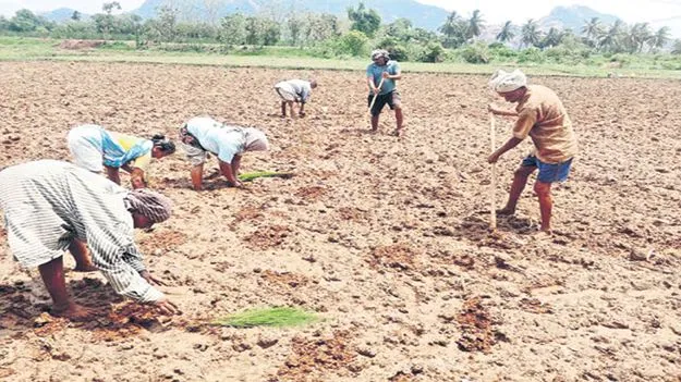 సరుగుడు సాగుకు మొగ్గు