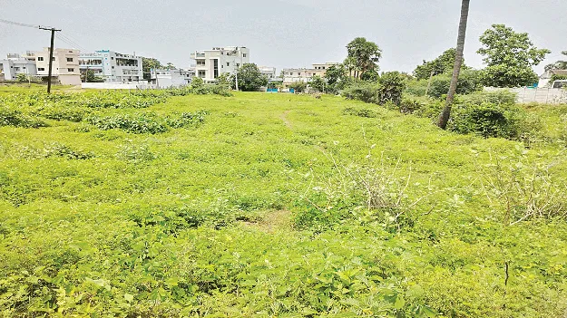 Hawks on the ridge గెడ్డవాగుపై గద్దలు