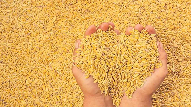 ధాన్యలక్ష్మి.. వచ్చేసింది!