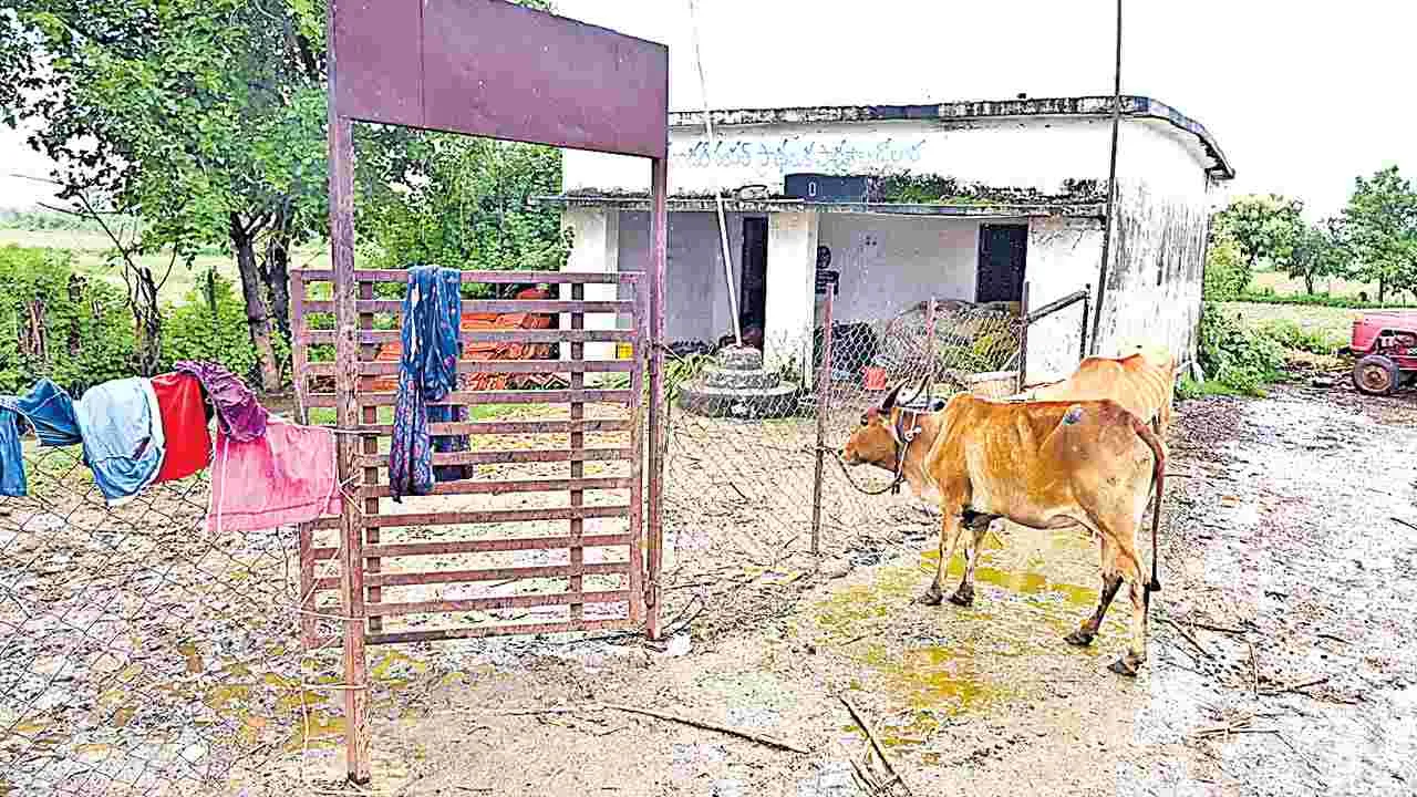 Adilabad: చదువుకు సెలవు.. పశువులకు నెలవు