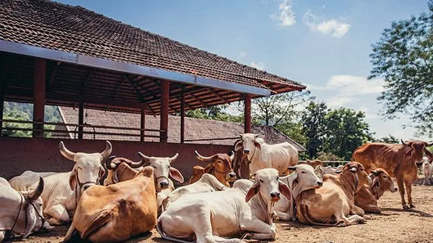 ఎన్కెపల్లిలో గోశాల ఏర్పాటుకు ప్రణాళిక 