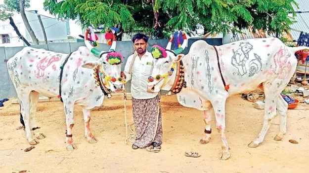 బసవన్నలకూ హాలిడే!