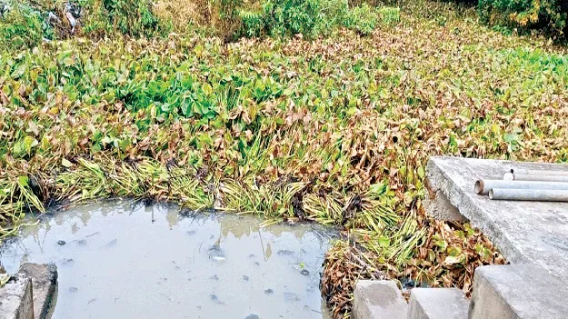 కాలువలు లైనింగ్‌ లేక.. గుర్రపు డెక్క తొలగించక