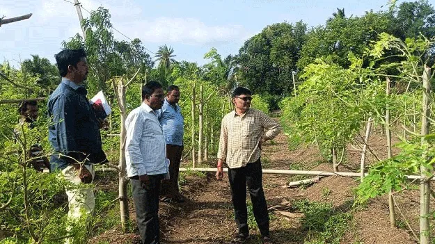  పండ్ల తోటల సాగుకు చేయూత :పీడీ 