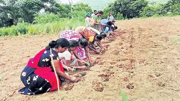 గుళిరాగి సాగుతో రెట్టింపు దిగుబడులు