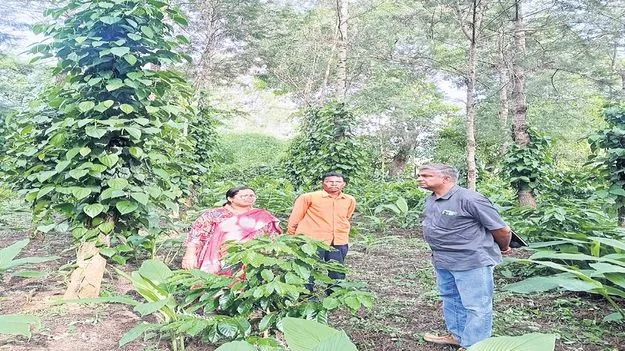 సుగంధ ద్రవ్యాల సాగుకు అనుకూలం