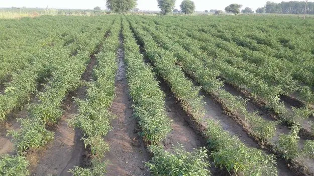 మిర్చి సాగుపై అనాసక్తి