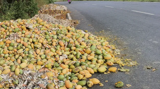 మామిడి రైతుకు మద్దతేదీ? 