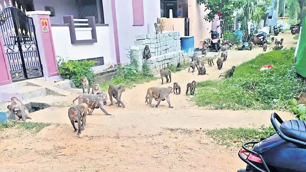 వానరాలతో హడల్‌! 