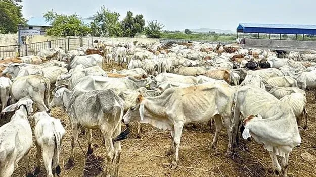 మరో నాలుగు రాజన్న కోడెలు మృతి