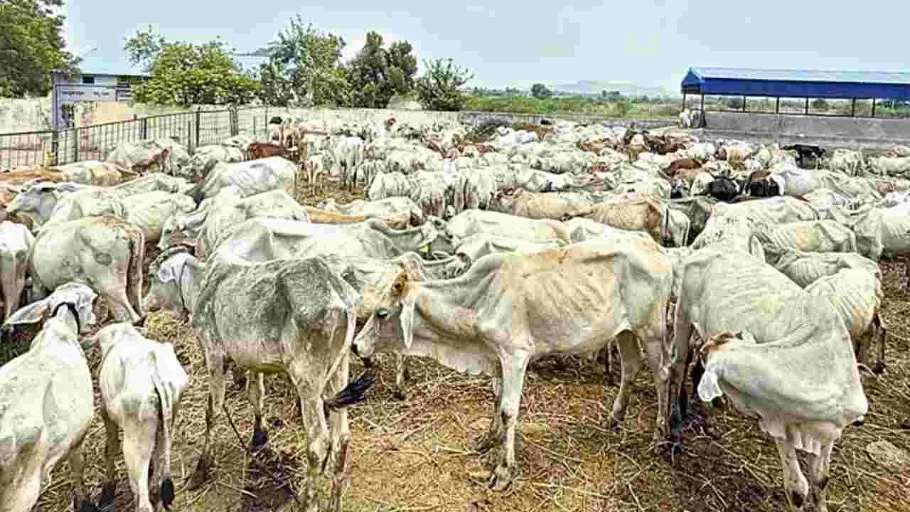 మరో నాలుగు రాజన్న కోడెలు మృతి
