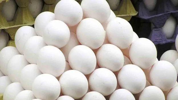 Egg Supply: కొత్త జిల్లాల వారీగా కోడి గుడ్ల టెండర్లు!