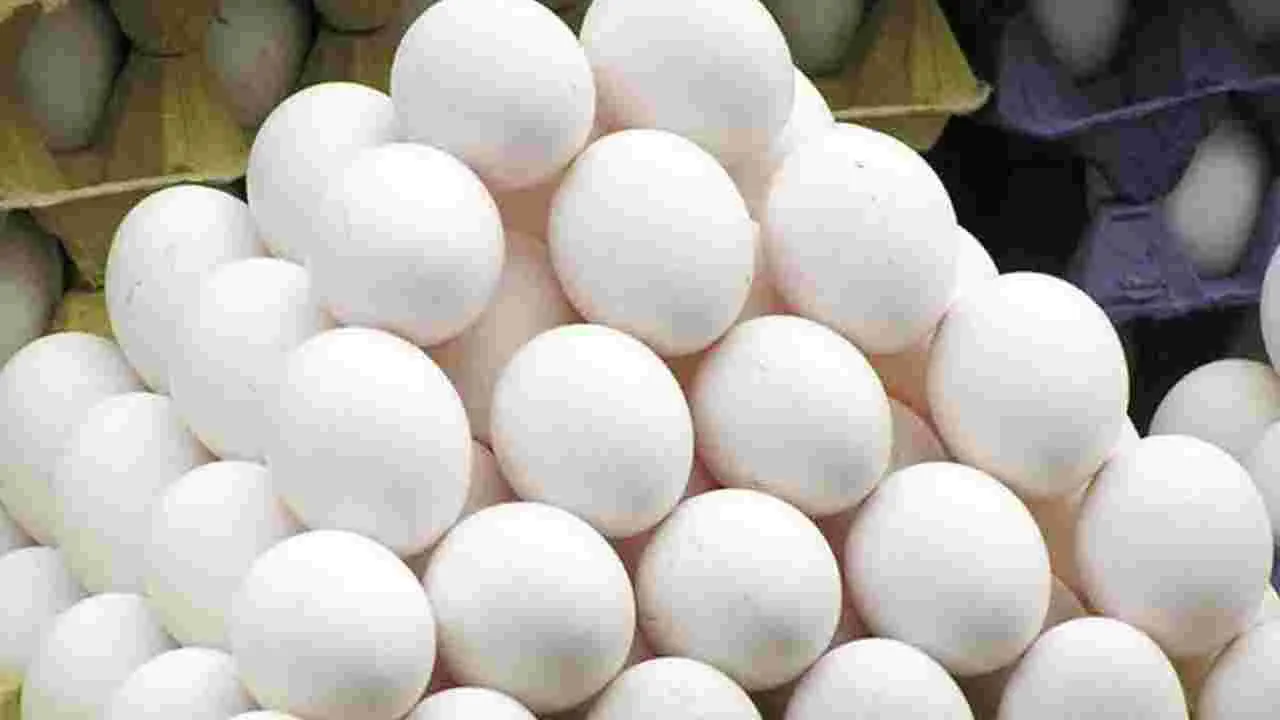 Egg Supply: కొత్త జిల్లాల వారీగా కోడి గుడ్ల టెండర్లు!