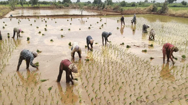   వరి సాగుకు రైతన్న సన్నద్ధం