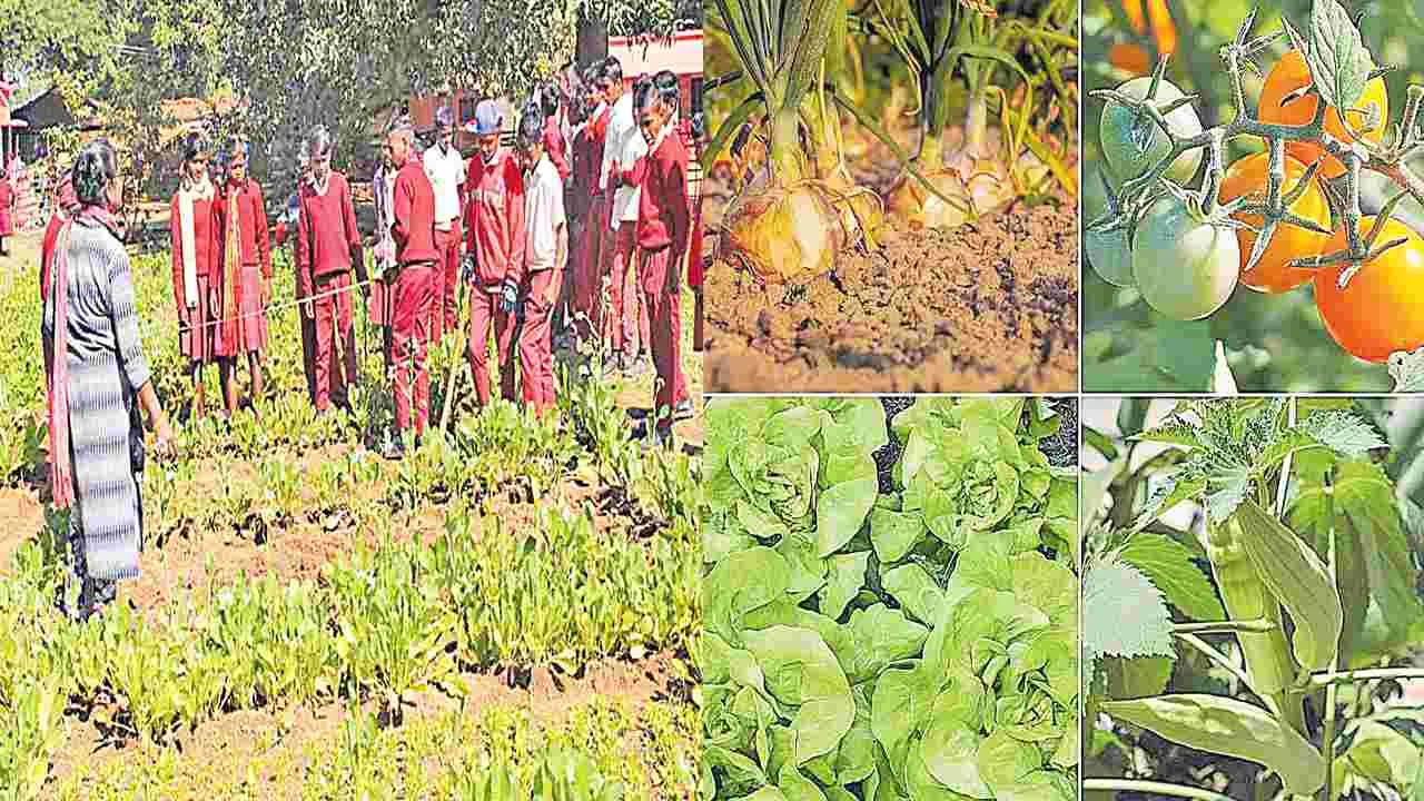 Organic Farming Residential Schools: వసతి గృహాల్లో సేంద్రియ పద్ధతిలో కూరగాయల సాగు