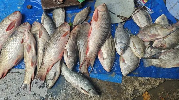 Karimnagar:  చేపల మార్కెట్లలో సందడి